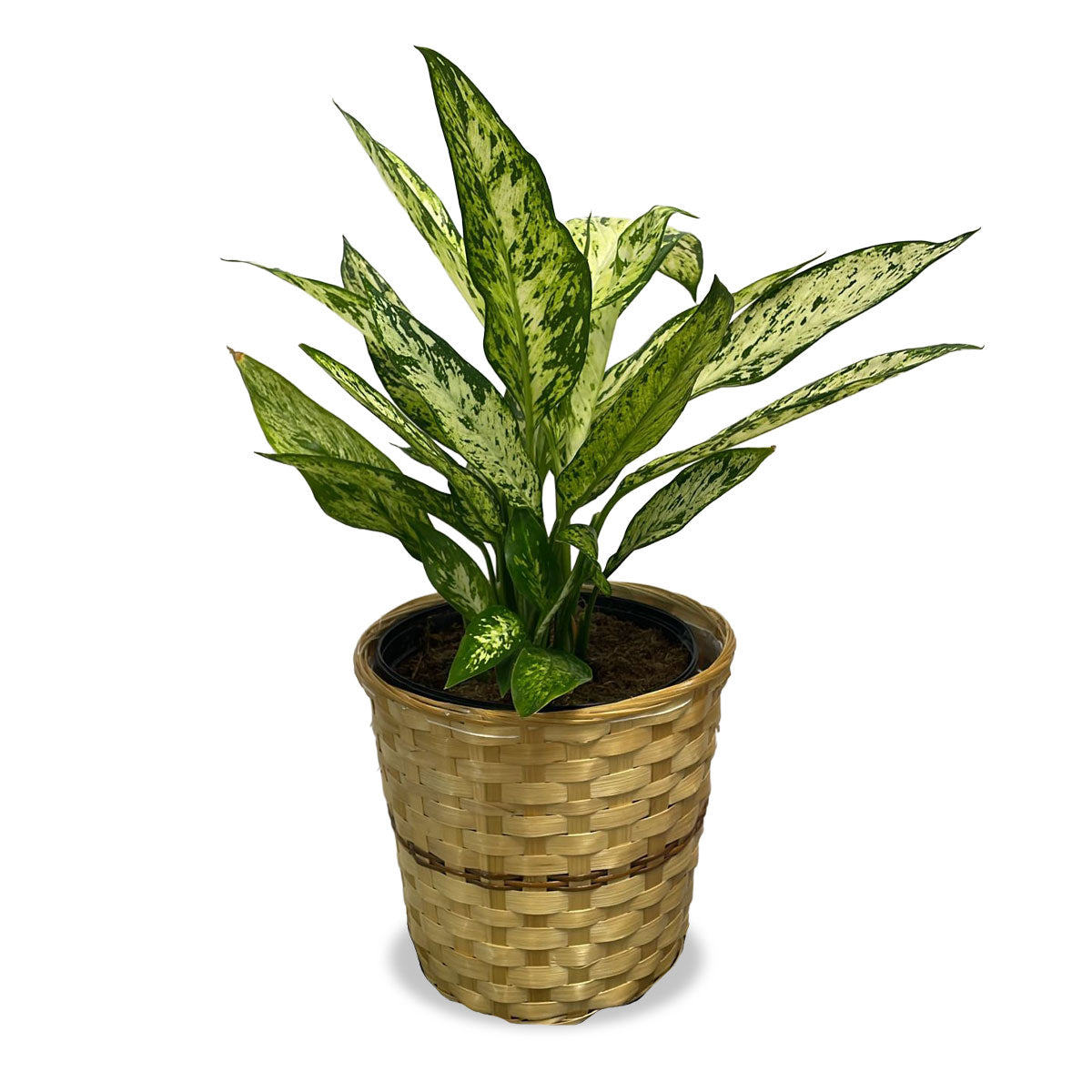 Days Flowers Florida: Chinese Lucky Plant, Aglaonema for home/office decor. Low maintenance air purifier. Buy plants in Port St. Lucie