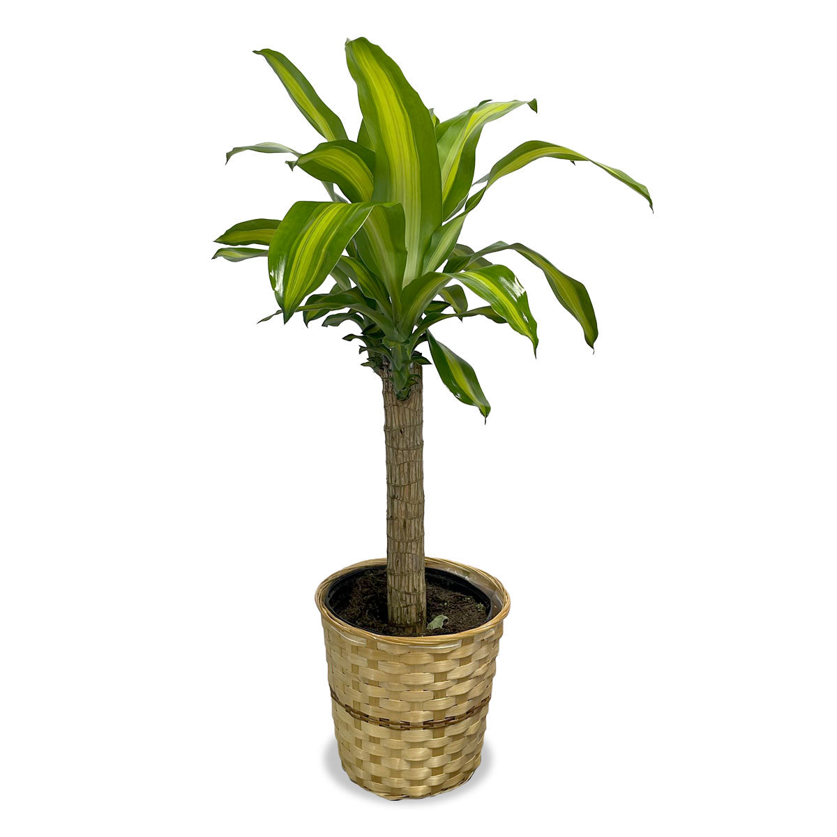 Days Flowers Florida: Green Majesty Dracaena Corn Plant. Air-purifying indoor plant for home or office in Summerfield, FL. Easy care houseplant.