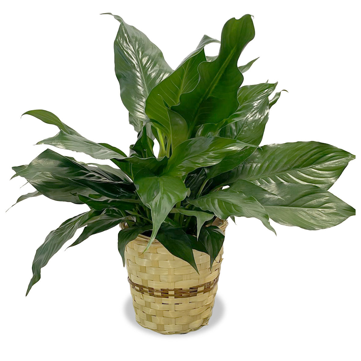 Days Flowers Florida: Serene Soul Peace Lily (Spathiphyllum). Elegant, low-light, air-purifying plant for homes. Easy care houseplant gift delivery in Port St. Lucie.