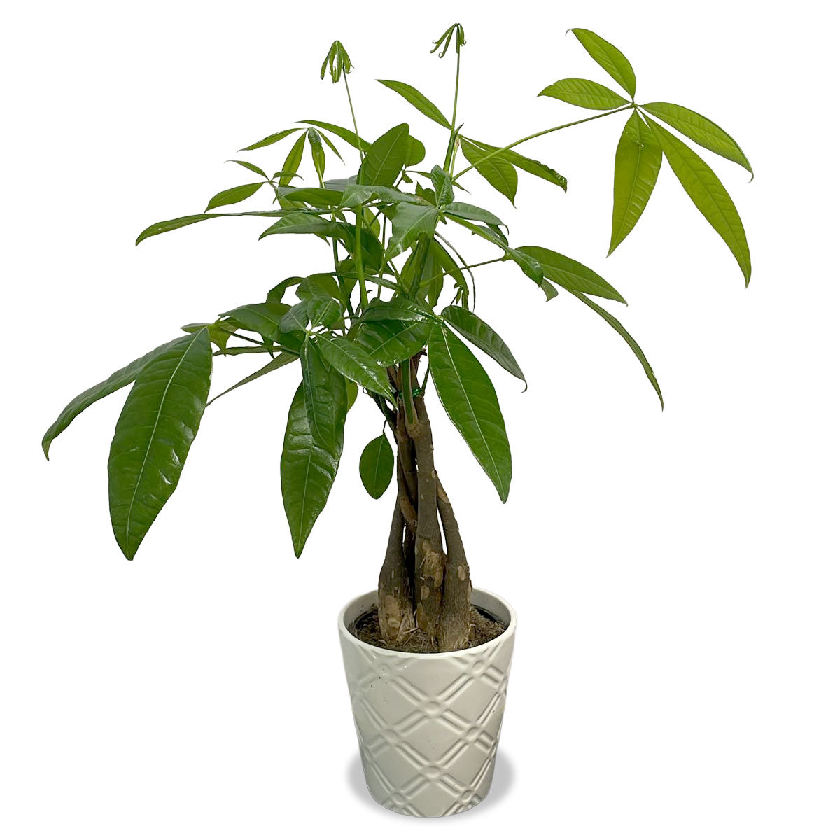 Days Flowers Florida: Prosperity Tree (Pachira aquatica), good luck plant with braided trunk. Attract wealth and fortune to Ocala offices