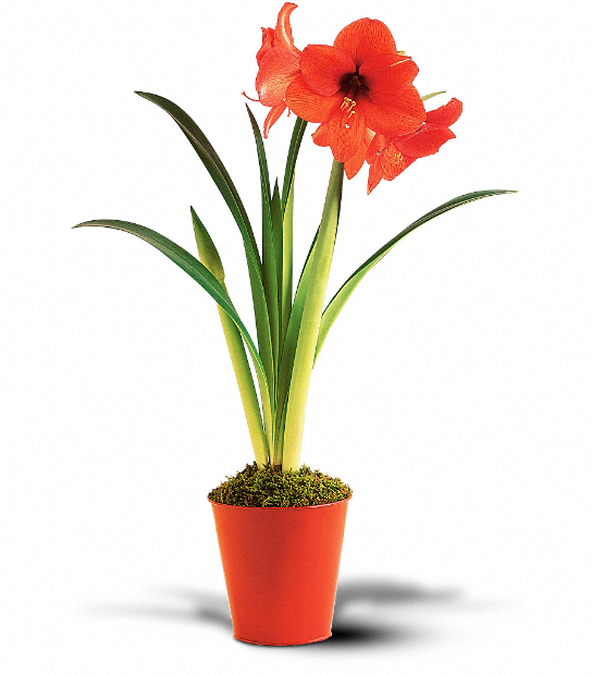 Amaryllis Plant