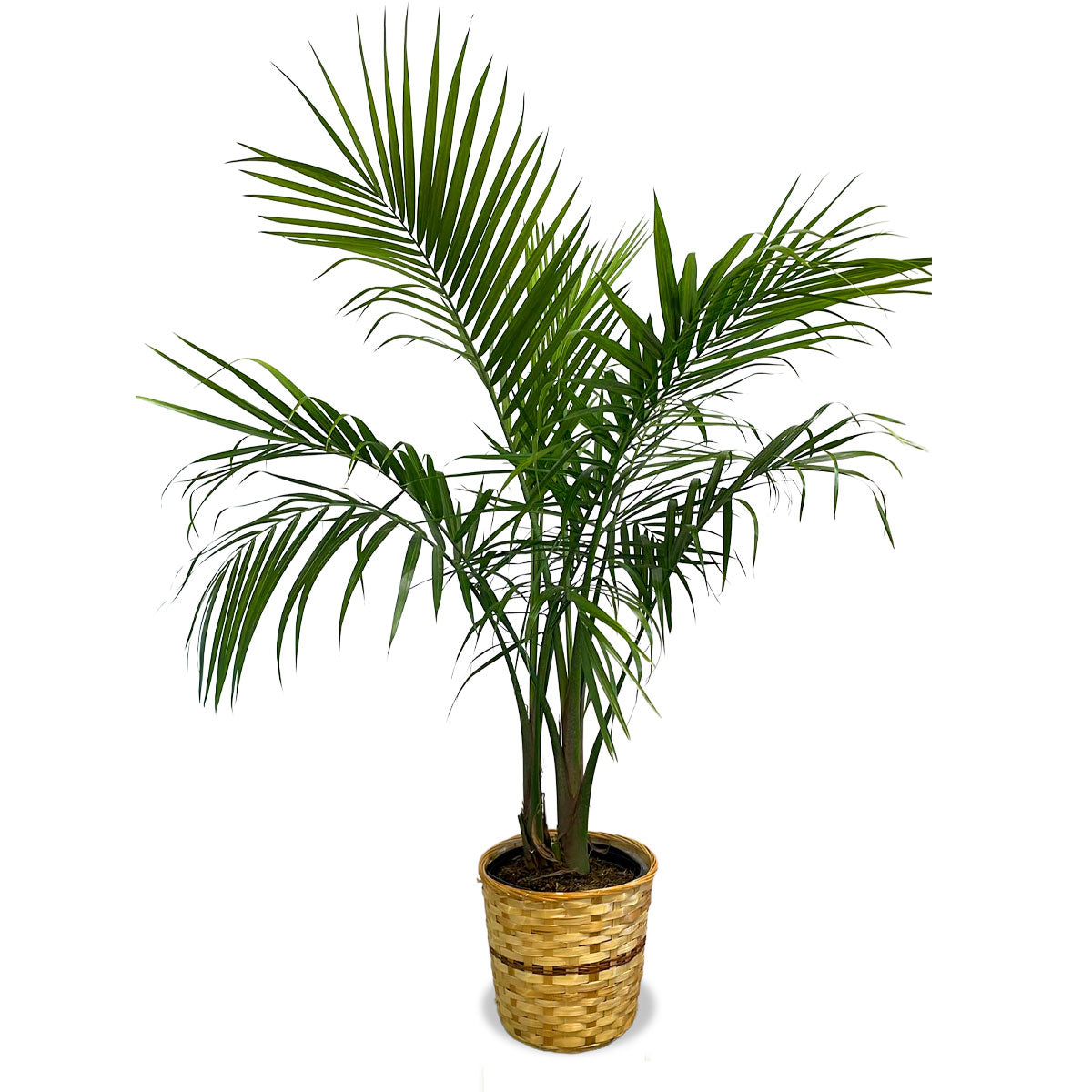 Days Flowers Florida: Tropical Breeze Kentia Palm (Howea forsteriana). Elegant, low-maintenance indoor plant for home or office in Summerfield, FL