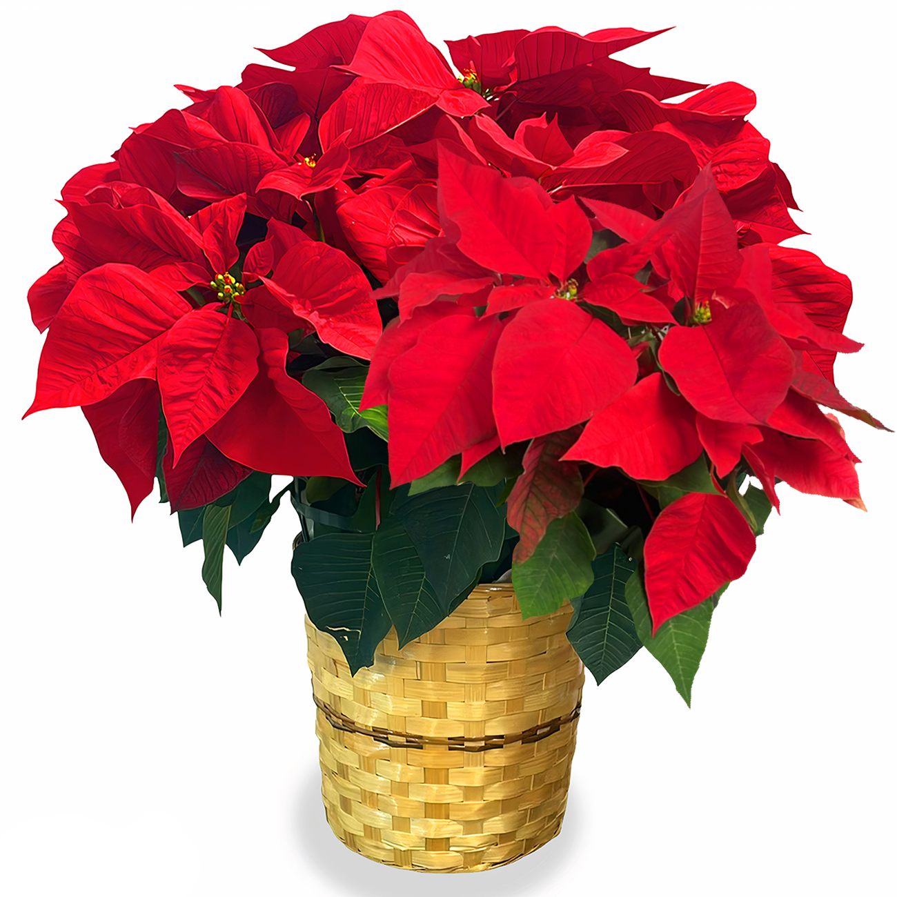 Days Flowers Florida: Festive Christmas Star poinsettia in a bamboo basket. Traditional holiday plant decor delivery in Summerfield, FL