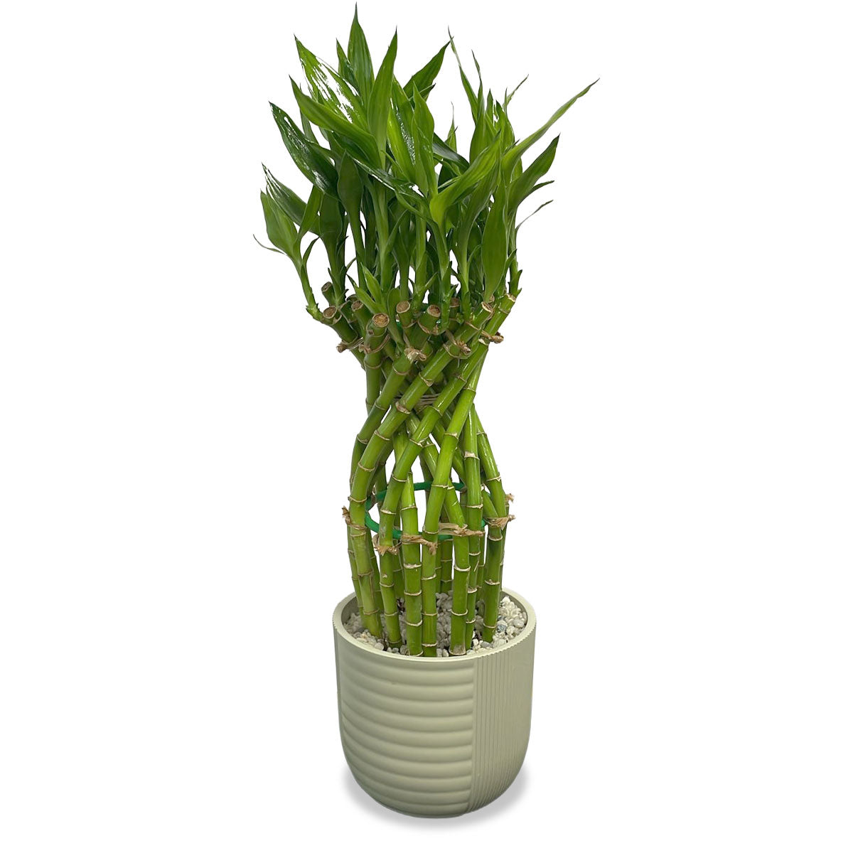 Days Flowers Florida: Woven Lucky Bamboo, hand-woven prosperity plant. Attracts good fortune and purifies air. Indoor plant delivery in Port St. Lucie
