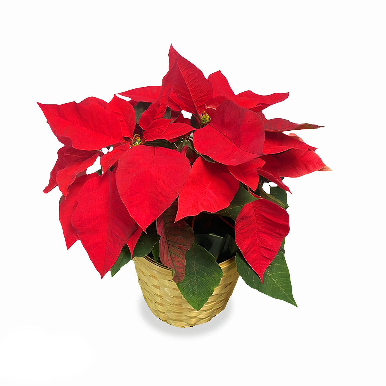 Festive Christmas Star