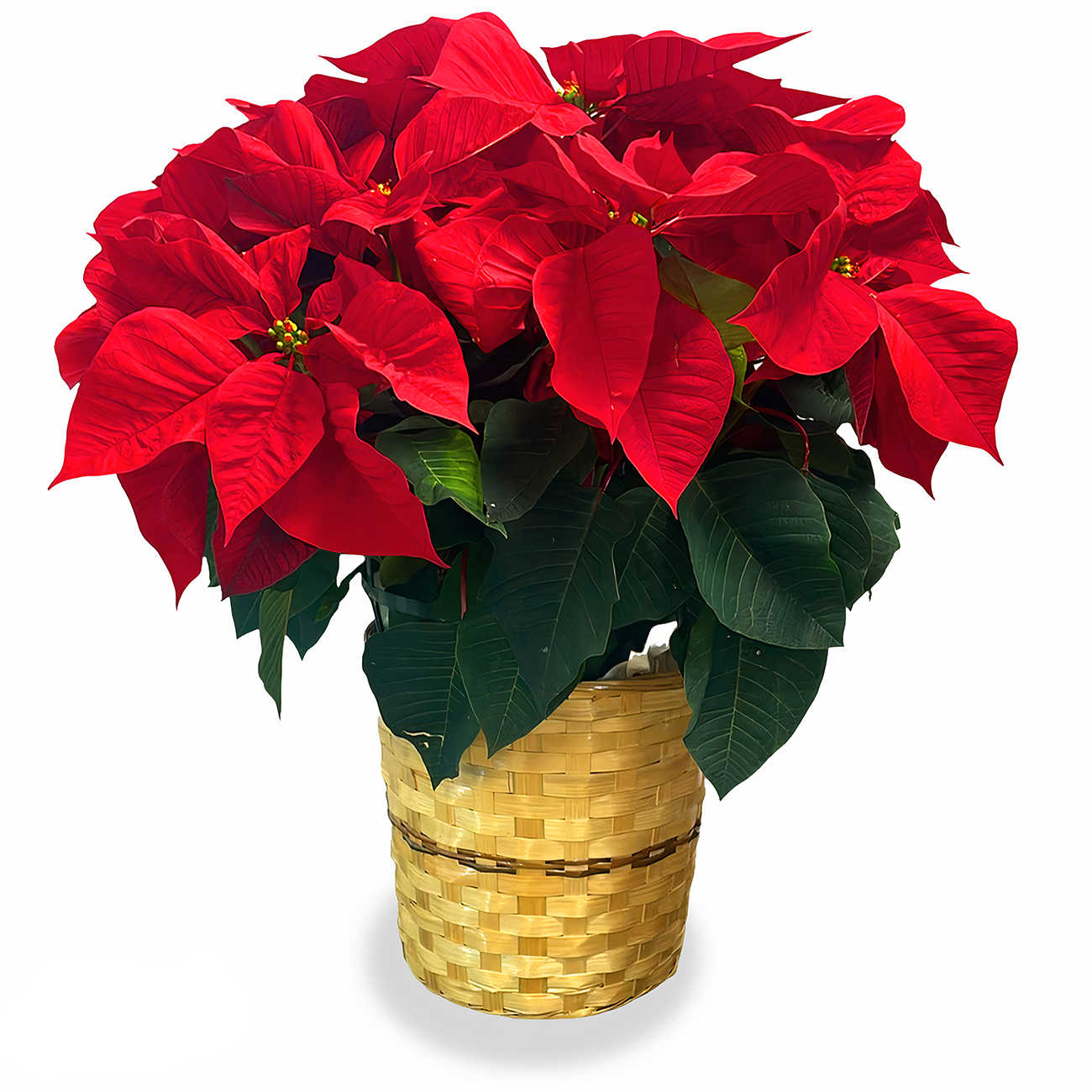 Festive Christmas Star