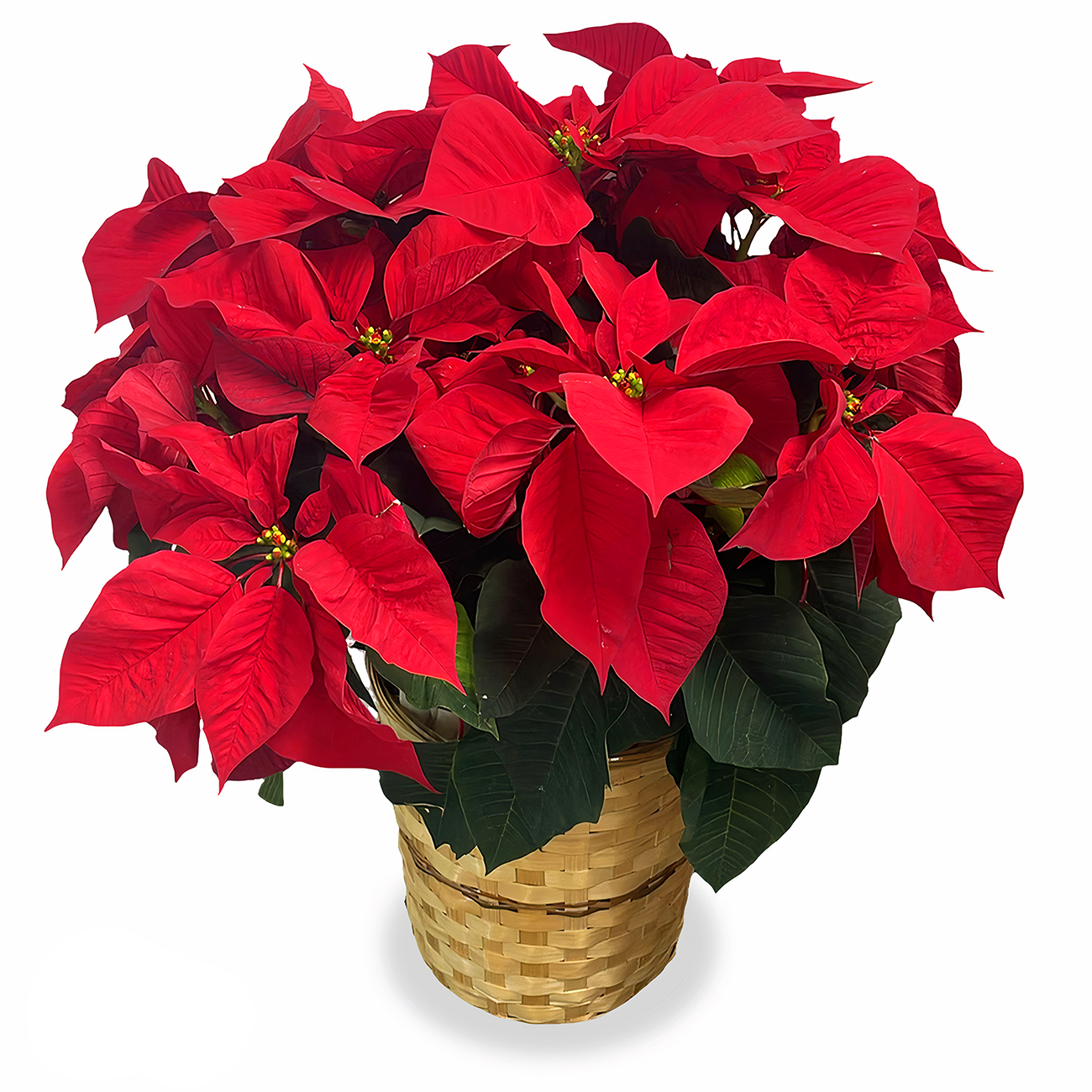 Festive Christmas Star