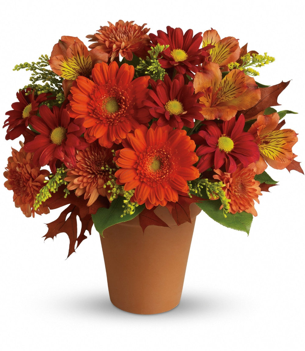 Golden Glow arrangement featuring orange miniature gerberas, gold cushion mums, and red daisy mums in a terracotta pot by Days Flowers Florida.