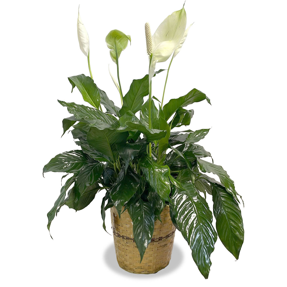 Days Flowers Florida: Blooming Grace, large Peace Lily (Spathiphyllum) houseplant. Air-purifying indoor plant for home or office in Ocala, FL.
