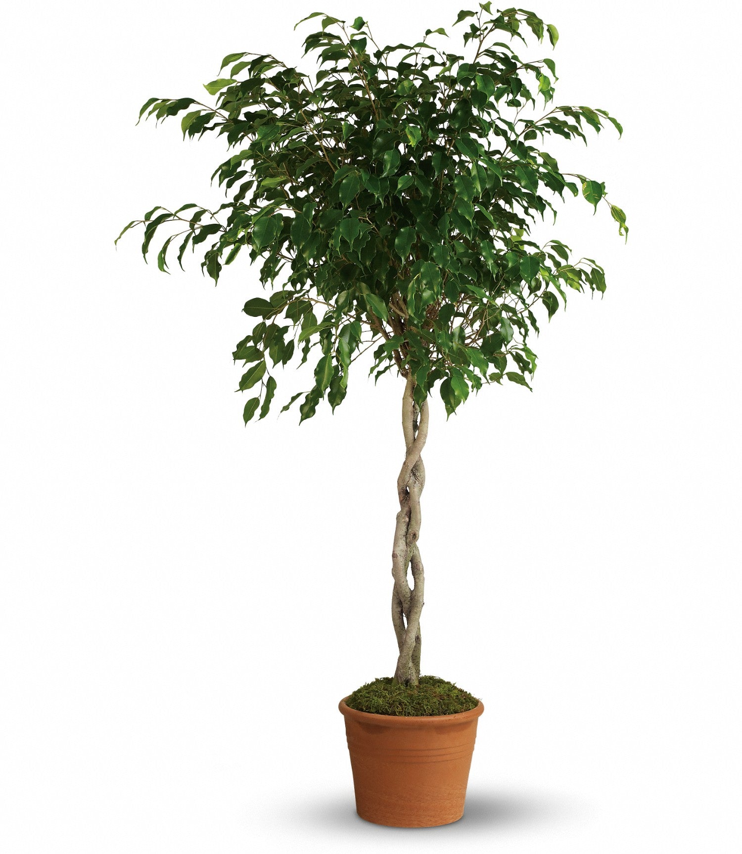 towering-ficus