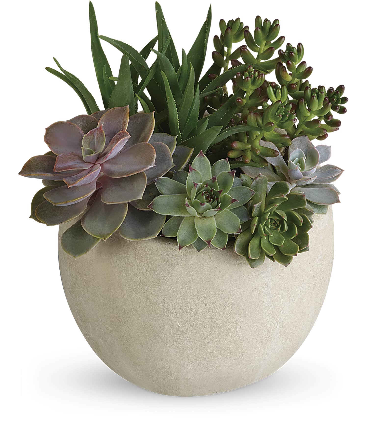 desert-beauty-succulent-garden