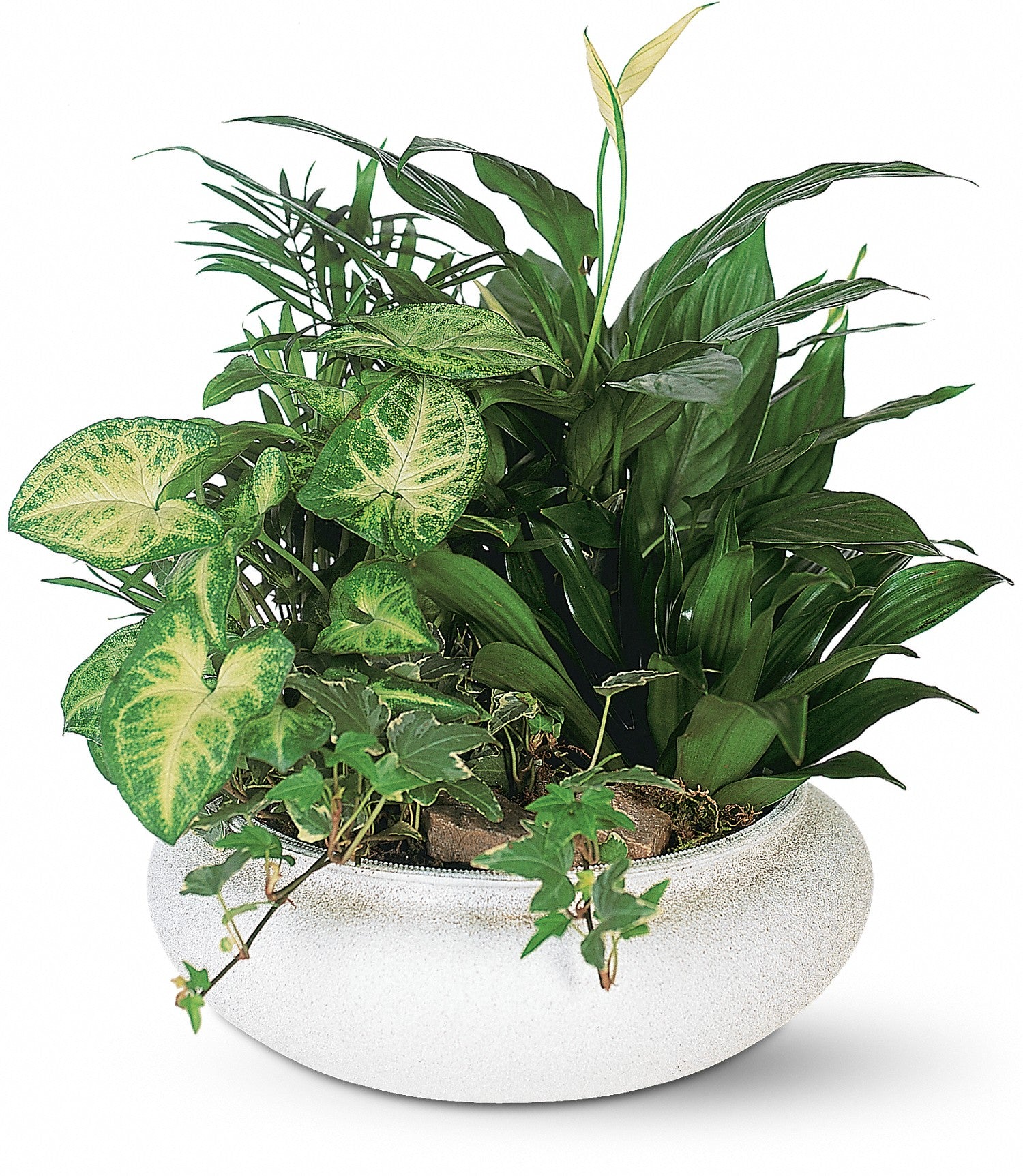 medium-dish-garden