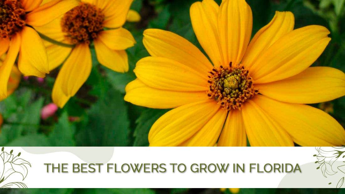 The Best Flowers to Grow in Florida