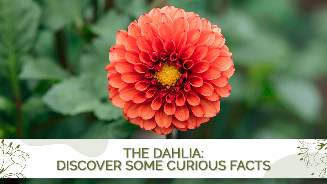 Dahlias: Discover some curious facts | Days Flowers Florida