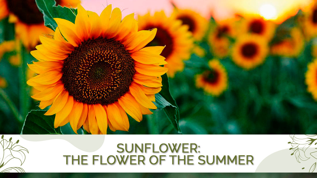 Sunflower: The flower of the summer