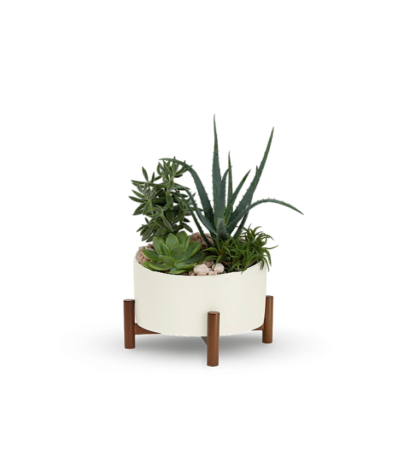 Desert Chic Garden by Days Flowers Florida featuring four large green echeveria succulents with natural gravel in a retro-inspired ceramic planter with a modern wood base.