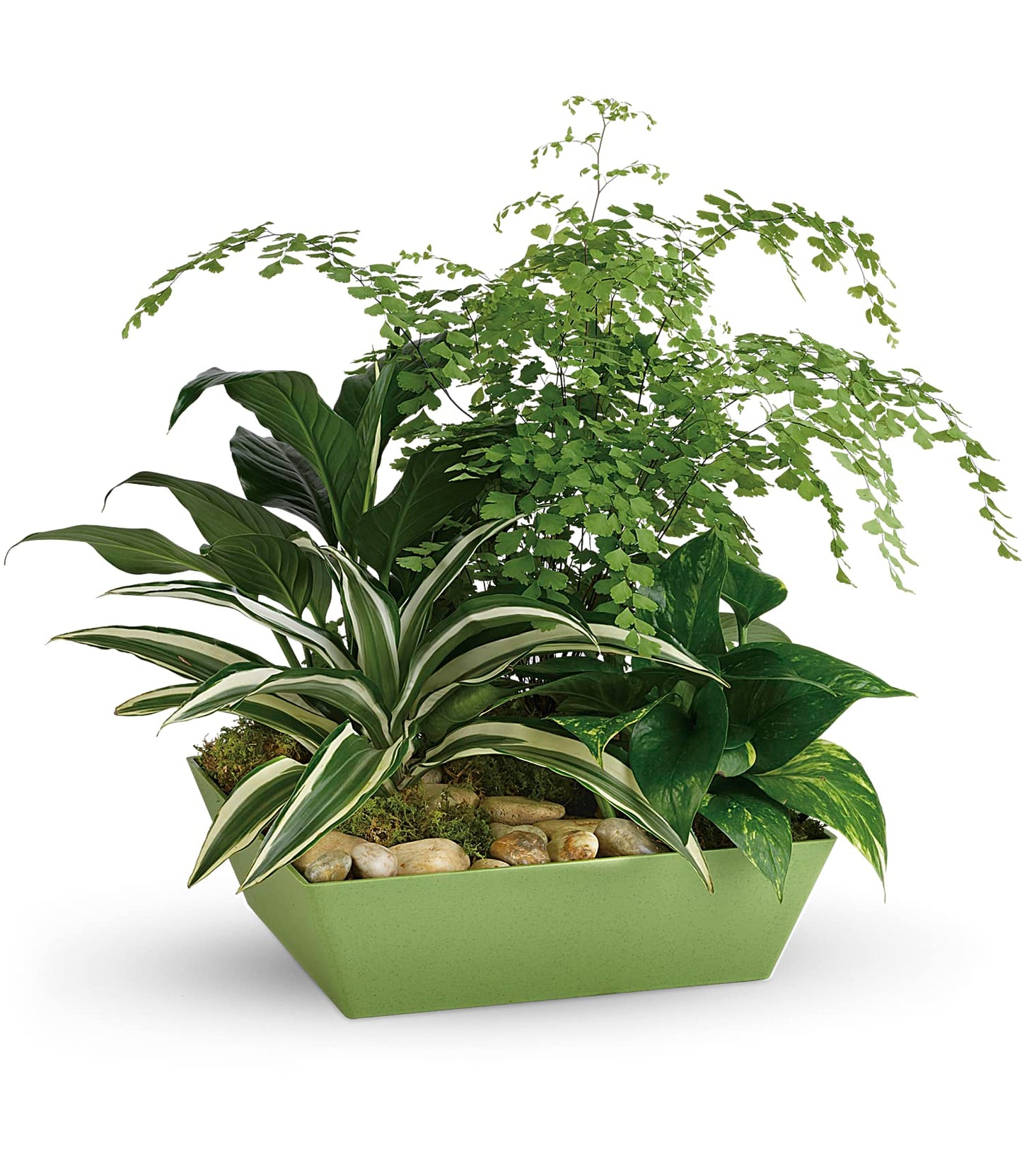 Forever Green Plant Garden by Days Flowers Florida featuring green dracaena, variegated dracaena, maidenhair fern, variegated pothos, natural river rocks, and sheet moss in a modern bamboo green tapered tray.