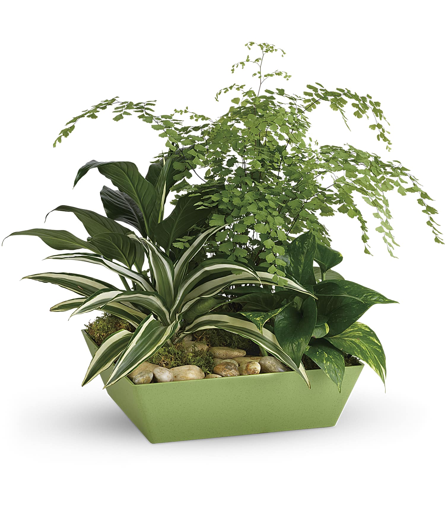 Forever Green Plant Garden by Days Flowers Florida featuring green dracaena, variegated dracaena, maidenhair fern, variegated pothos, natural river rocks, and sheet moss in a modern bamboo green tapered tray.