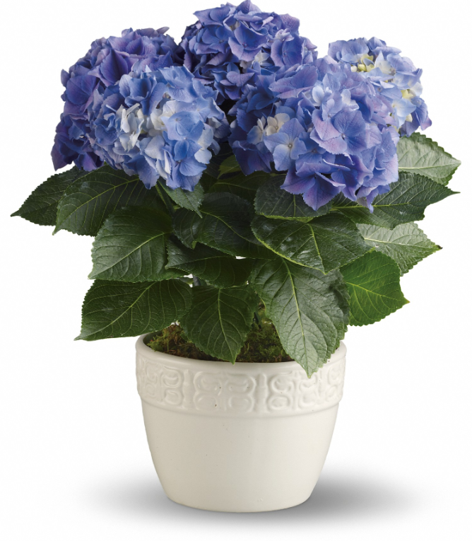 Happy Hydrangea Blue by Days Flowers Florida featuring a fresh blue hydrangea plant in a 6-inch white ceramic planter with sheet moss, designed as a timeless plant gift for any special occasion.