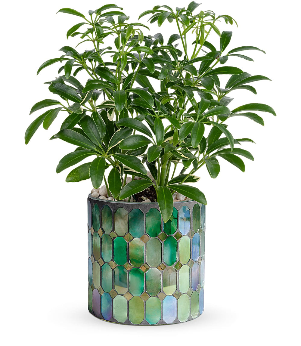 Leaves of Glass Plant by Days Flowers Florida featuring a green schefflera plant in a 4-inch pot with small white river rocks, arranged in a shimmering stained glass-style mosaic cylinder.