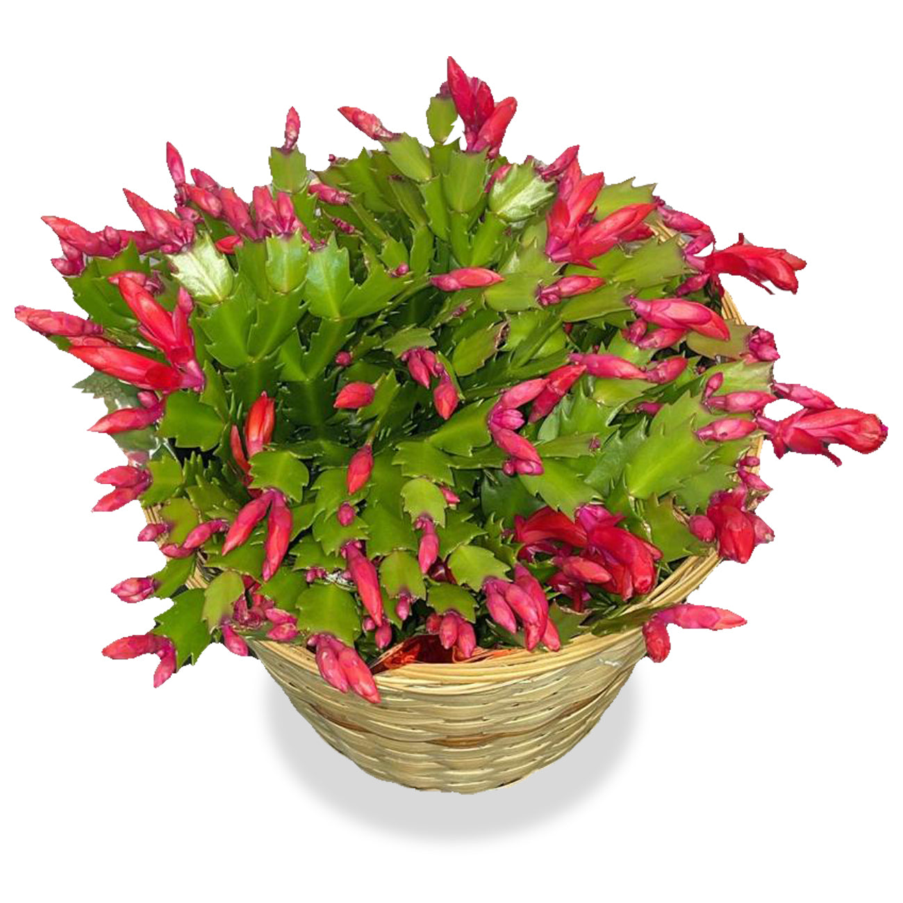 living-christmas-in-a-pot