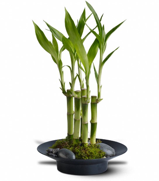 Lucky Bamboo by Days Flowers Florida featuring four lucky bamboo stalks arranged with black river rocks and Spanish moss in a modern black wok-style container for a good fortune plant gift.