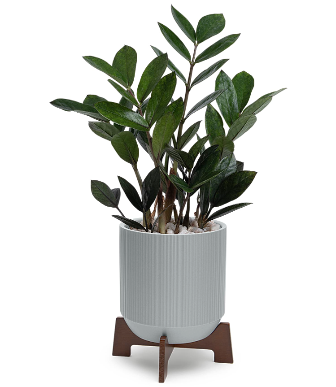 Mid-Mod Classic Zanzibar Gem plant arrangement by Days Flowers Florida, highlighting the glossy green foliage of a ZZ plant bedded in natural gravel within a contemporary gray ceramic planter on a wood base.