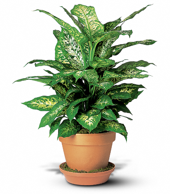 Dieffenbachia