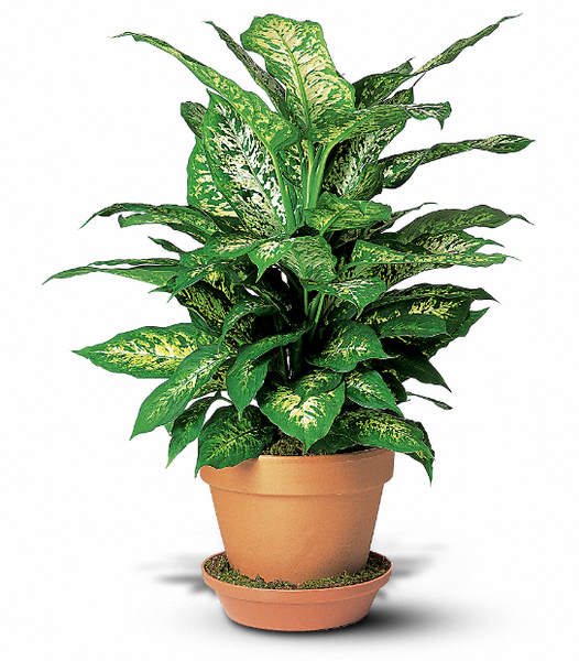 dieffenbachia florida Dieffenbachia