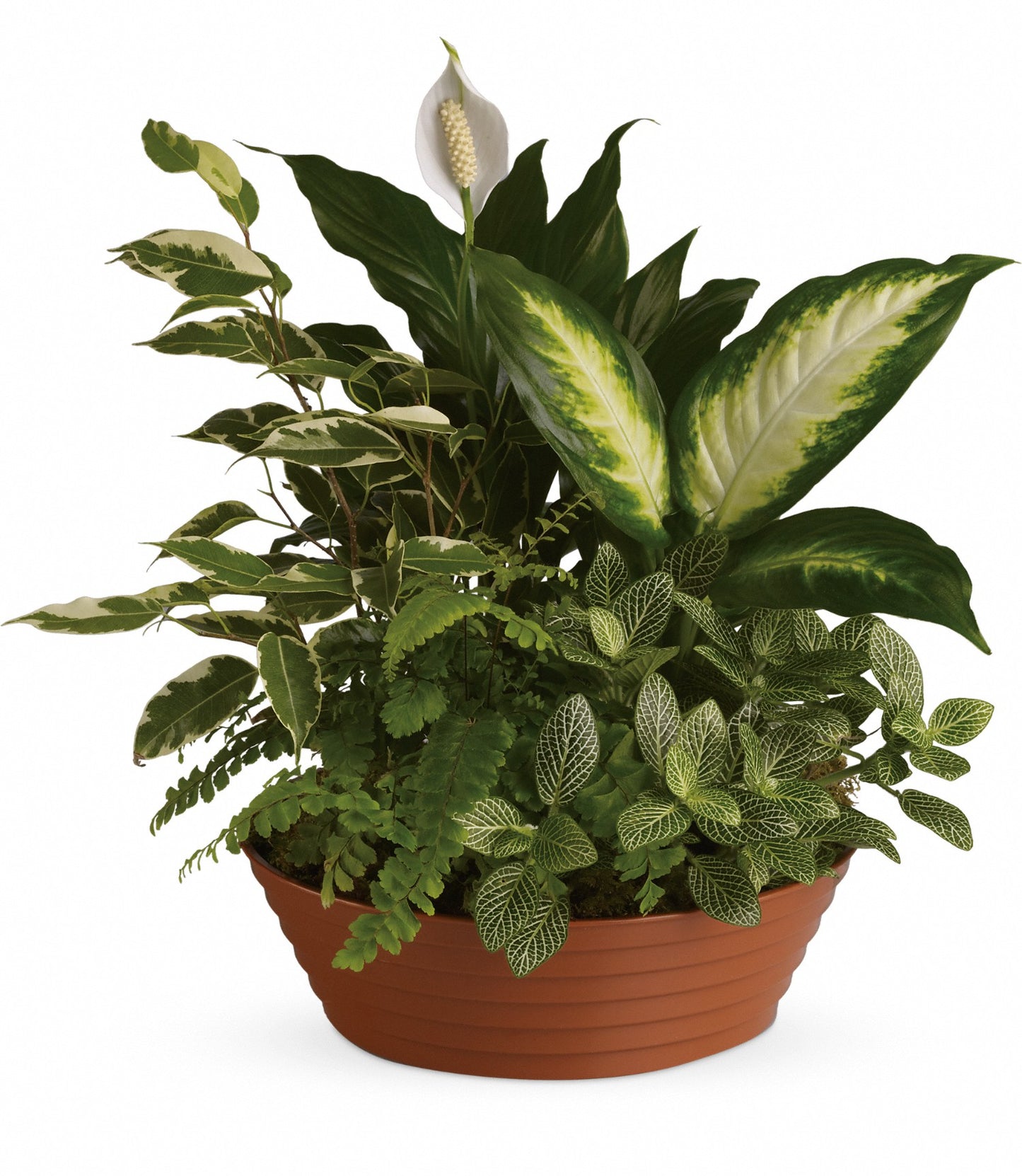 Serene Retreat by Days Flowers Florida featuring dieffenbachia camille, green spathiphyllum, white hypoestes, variegated ficus, and boston fern arranged in a round ringware dish for a peaceful indoor plant garden.