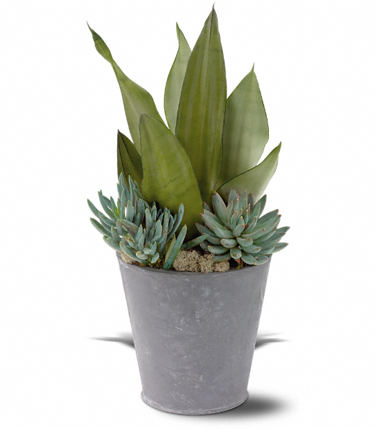 Succulent Garden arrangement by Days Flowers Florida, displaying an assortment of healthy green succulents and deerfoot moss inside a rustic, distressed galvanized metal tin pot.