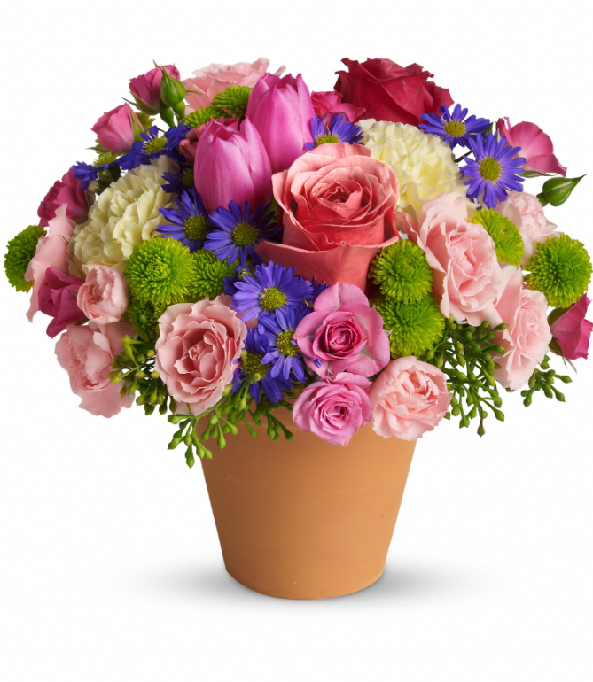 Vibrant pink roses and tulips in a terracotta pot, perfect for free delivery in Florida areas.