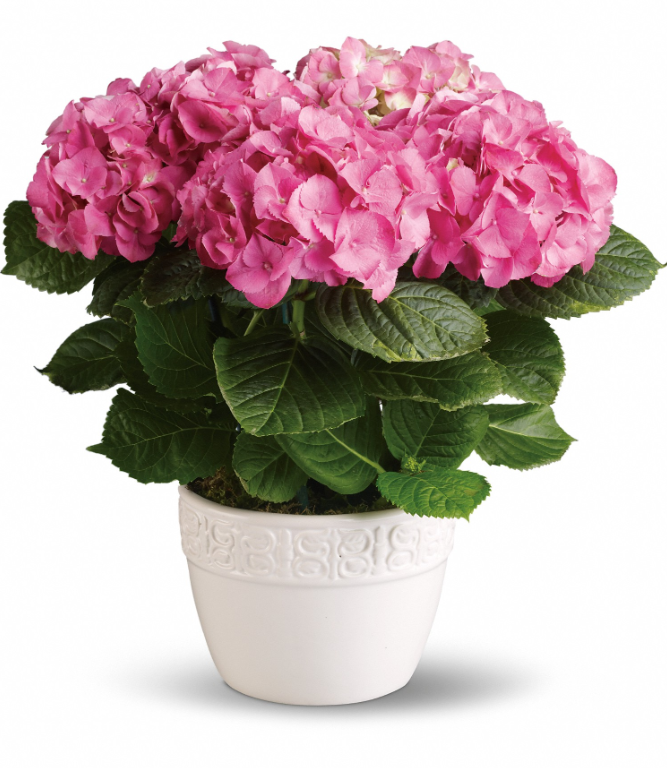 Lush pink hydrangea in a white pot, perfect for free delivery in Florida areas.