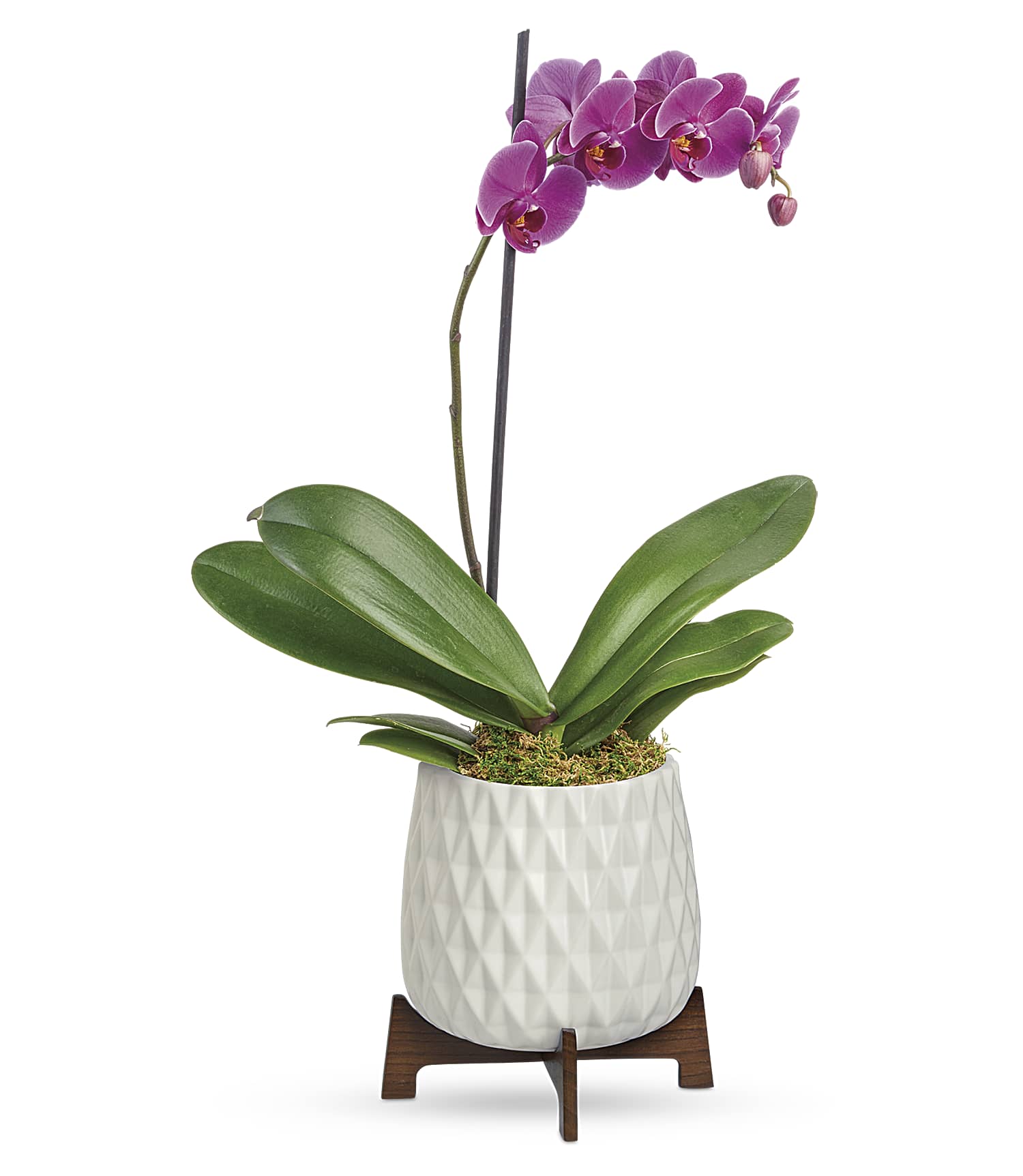 architectural-orchid-plant